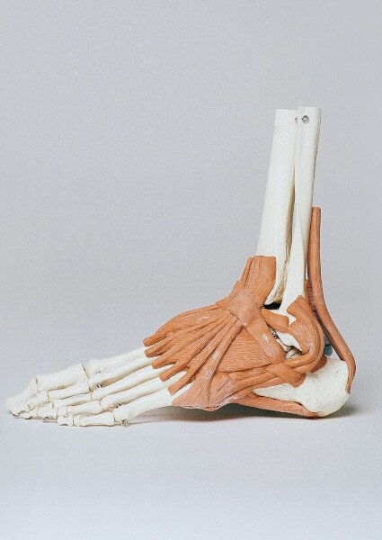 Anatomie van de voet met hielpijn - VoorVoet podotherapie Enschede
