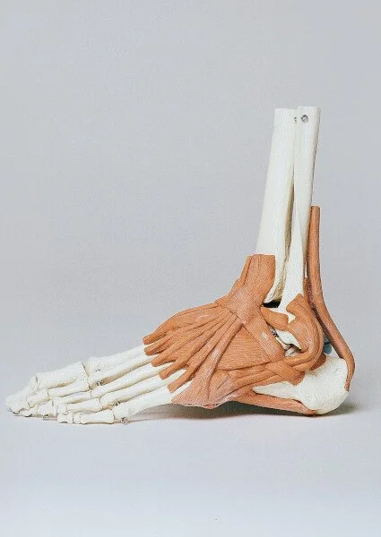 Voet anatomie